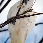 Sulphur-crested Cockatoo 3