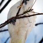 Sulphur-crested Cockatoo 3