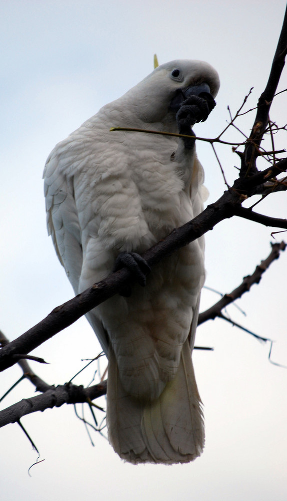 Sulphur-crested Cockatoo 4