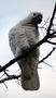 Sulphur-crested Cockatoo 4 von Ricko 