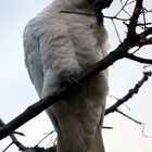 Sulphur-crested Cockatoo 4