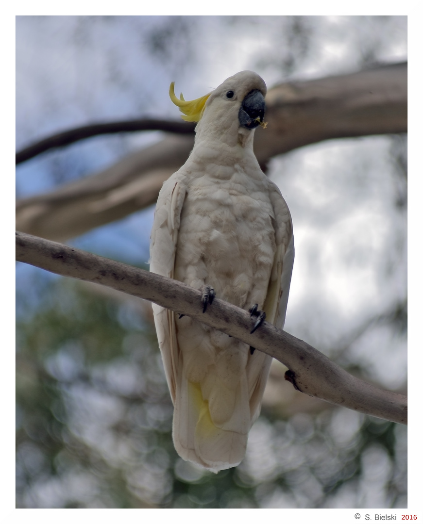 Sulphur-crested cockatoo