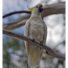 Sulphur-crested cockatoo