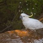 Sulphur-crested cockatoo drinking at a small waterfall