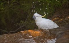 Sulphur-crested cockatoo drinking at a small waterfall