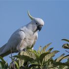 Sulphur-crested cockatoo