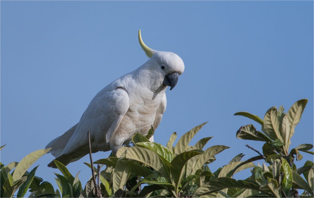 Sulphur-crested cockatoo