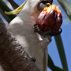 Sulphur Crested Cockatoo, Litchfield Nationalpark, Northern Territories, Australien