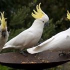 Sulphur Crested Cockatoos