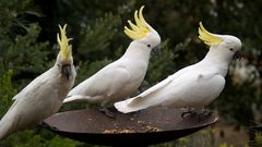 Sulphur Crested Cockatoos