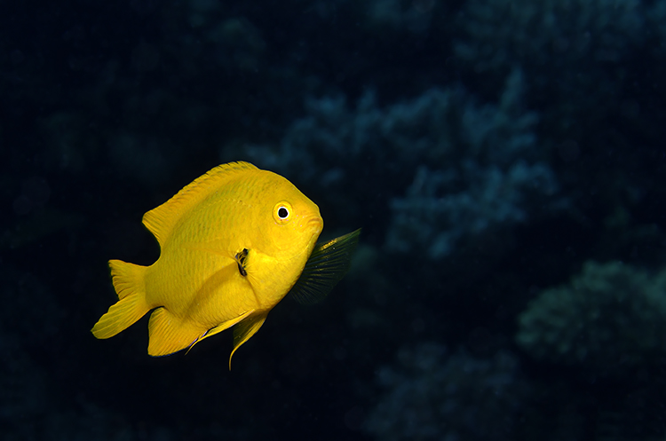 Sulphur damsel (Pomacentrus sulfureus) #2