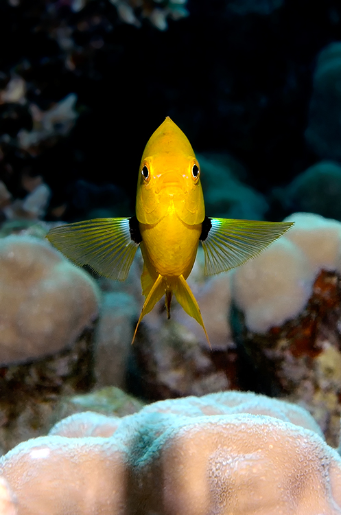 Sulphur damsel (Pomacentrus sulfureus)