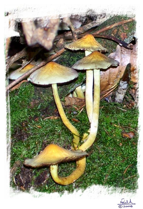 Sulphur Tuft