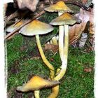 Sulphur Tuft