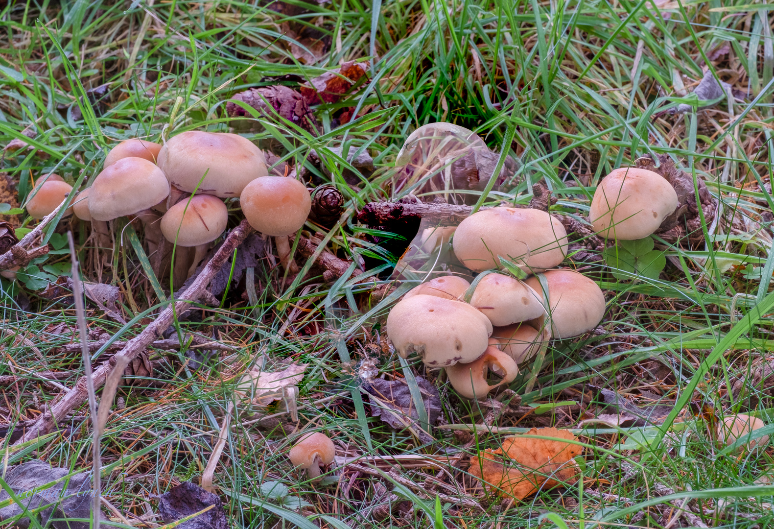 Sulphur Tuft mushroom