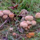 Sulphur Tuft mushroom