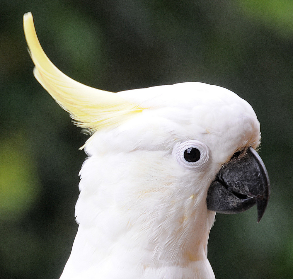 Sulpur Crested Cockatoo