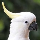 Sulpur Crested Cockatoo