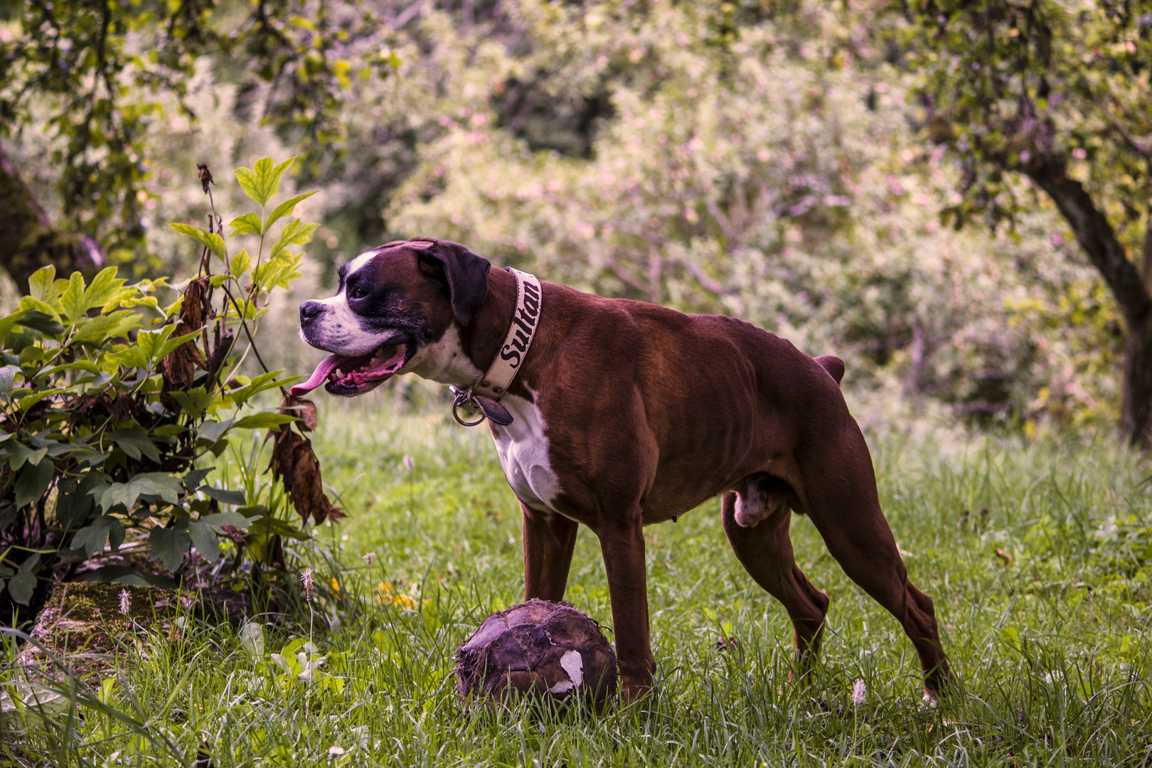 Sultan mit Ball