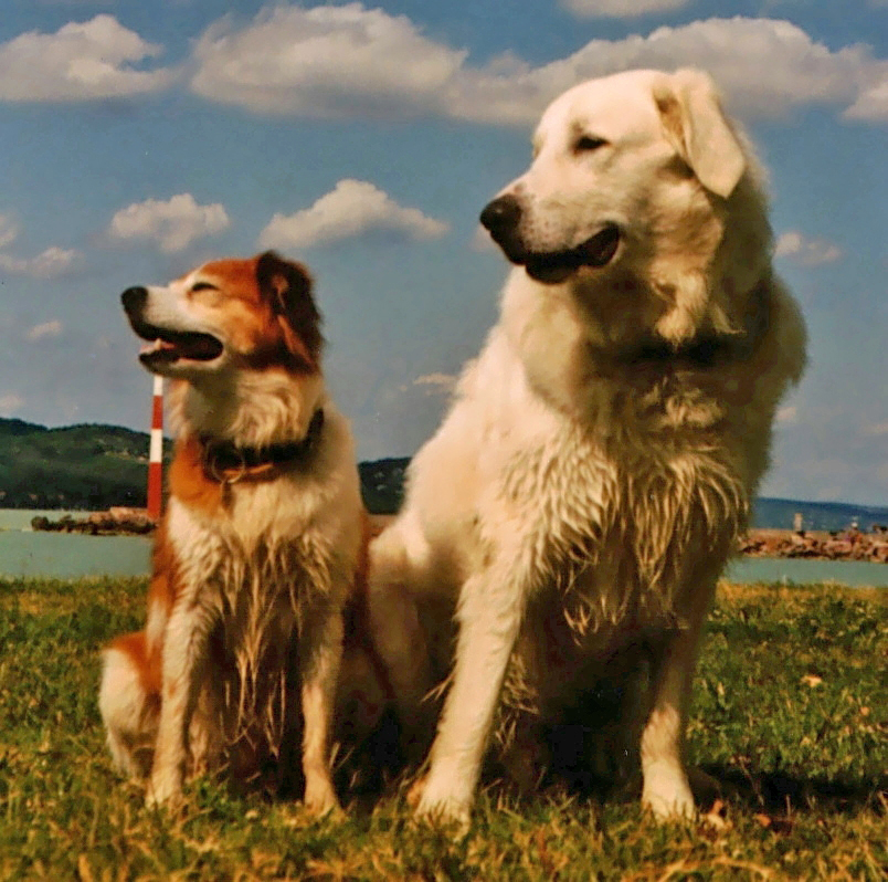 Sultan und Berry am Balaton