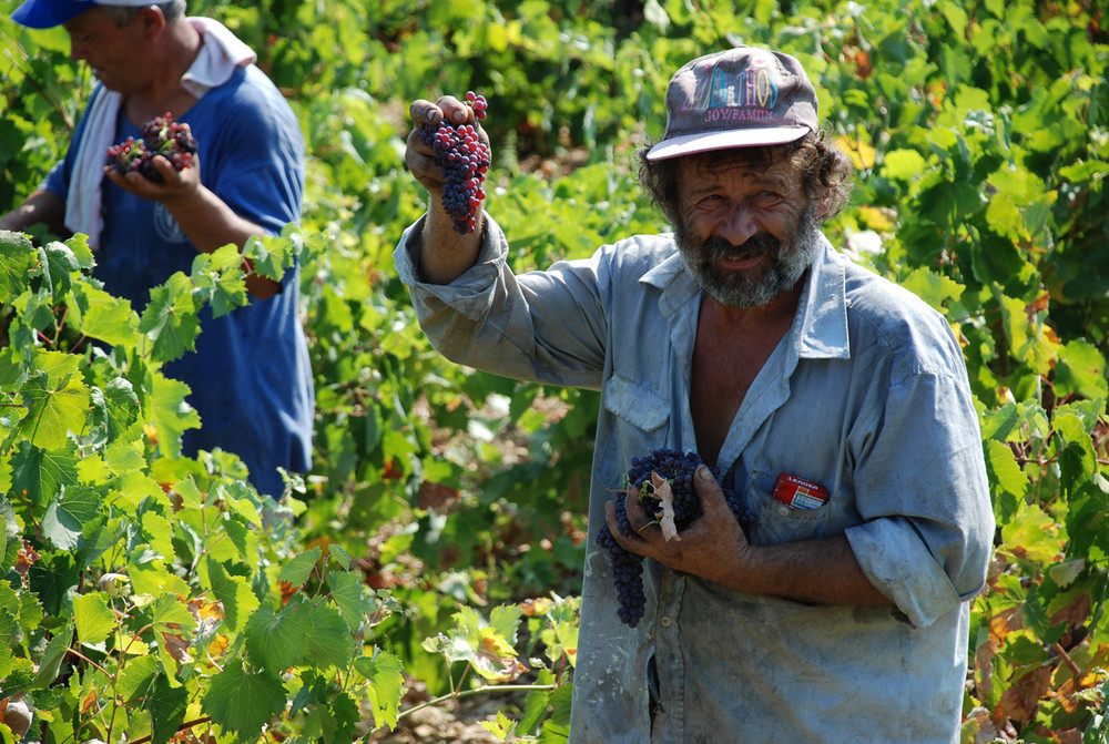 Sultana grapes ready for harvest