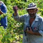 Sultana grapes ready for harvest