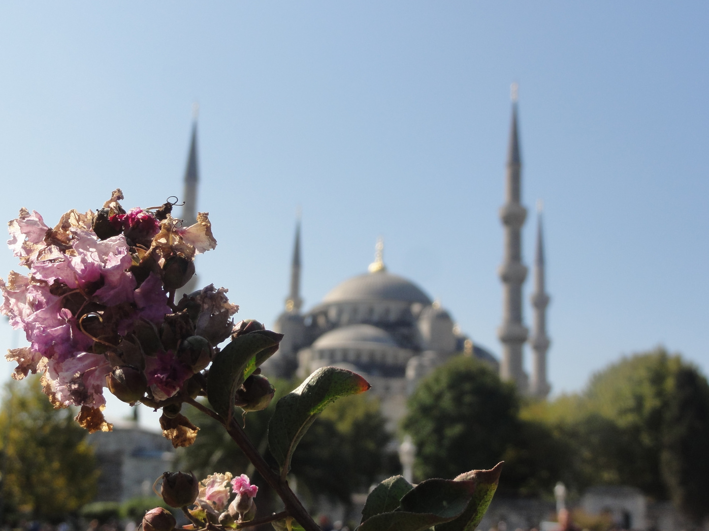 Sultanahmet im Hintergrund