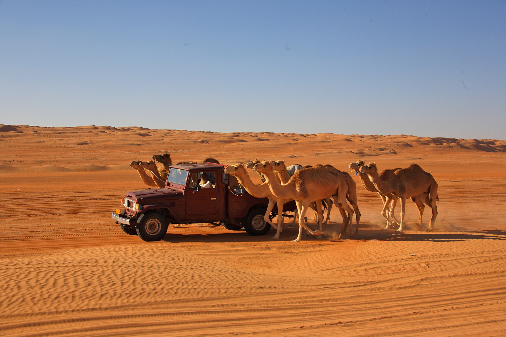 Sultanat d'Oman: chameaux de course à l'entraînement.