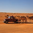 Sultanat d'Oman: chameaux de course à l'entraînement.