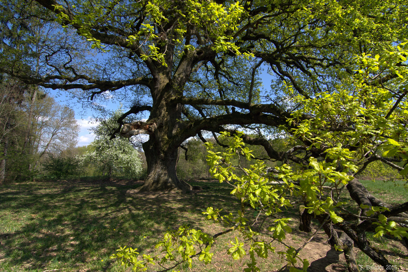 Sulzeiche - Naturdenkmal in Walddorfhäslach. Ca. 450 Jahre alt