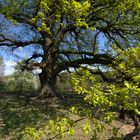 Sulzeiche - Naturdenkmal in Walddorfhäslach. Ca. 450 Jahre alt