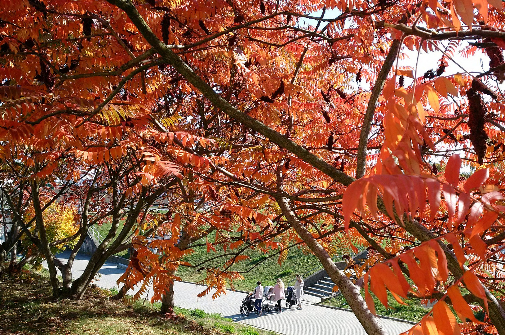 Sumacs in October