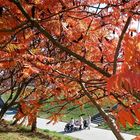 Sumacs in October