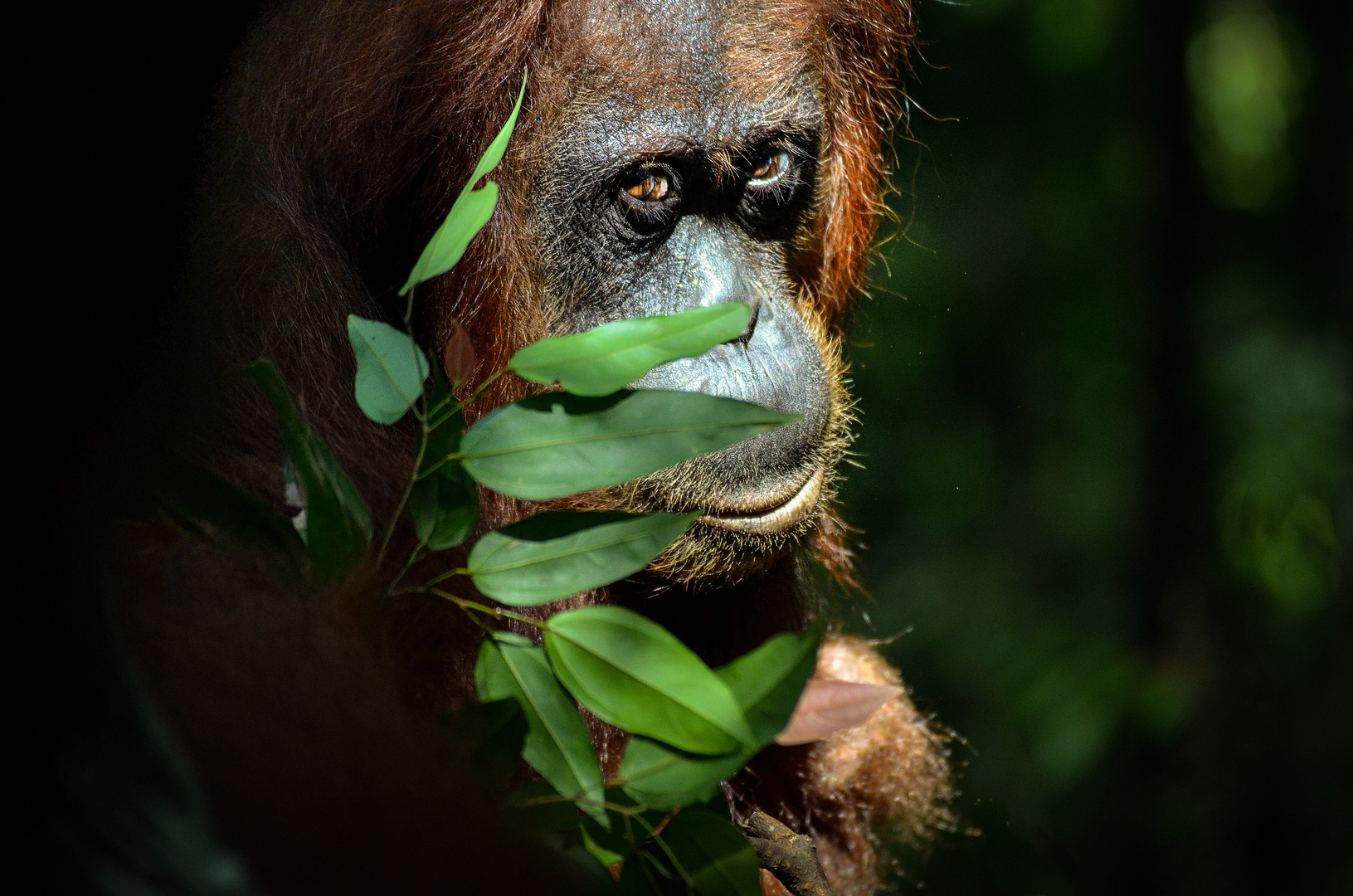 Sumatra