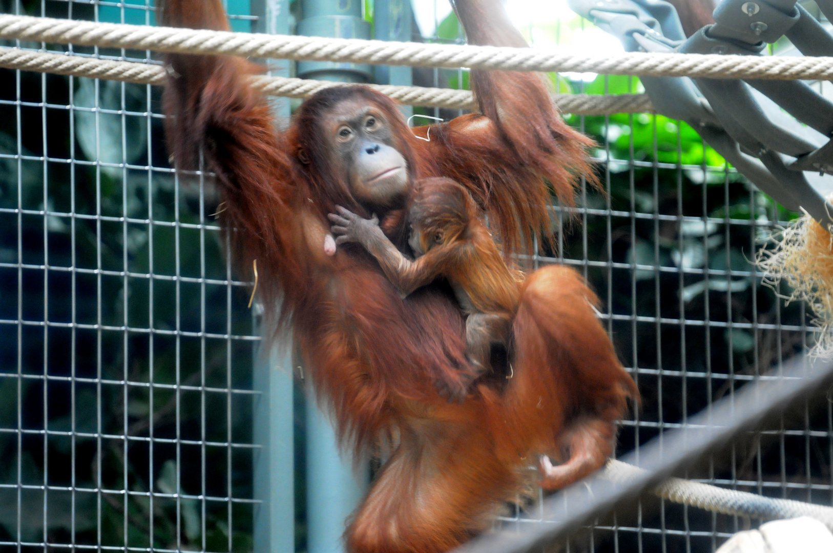 Sumatra-Oran-Utan, Geb.06.Apr.2012