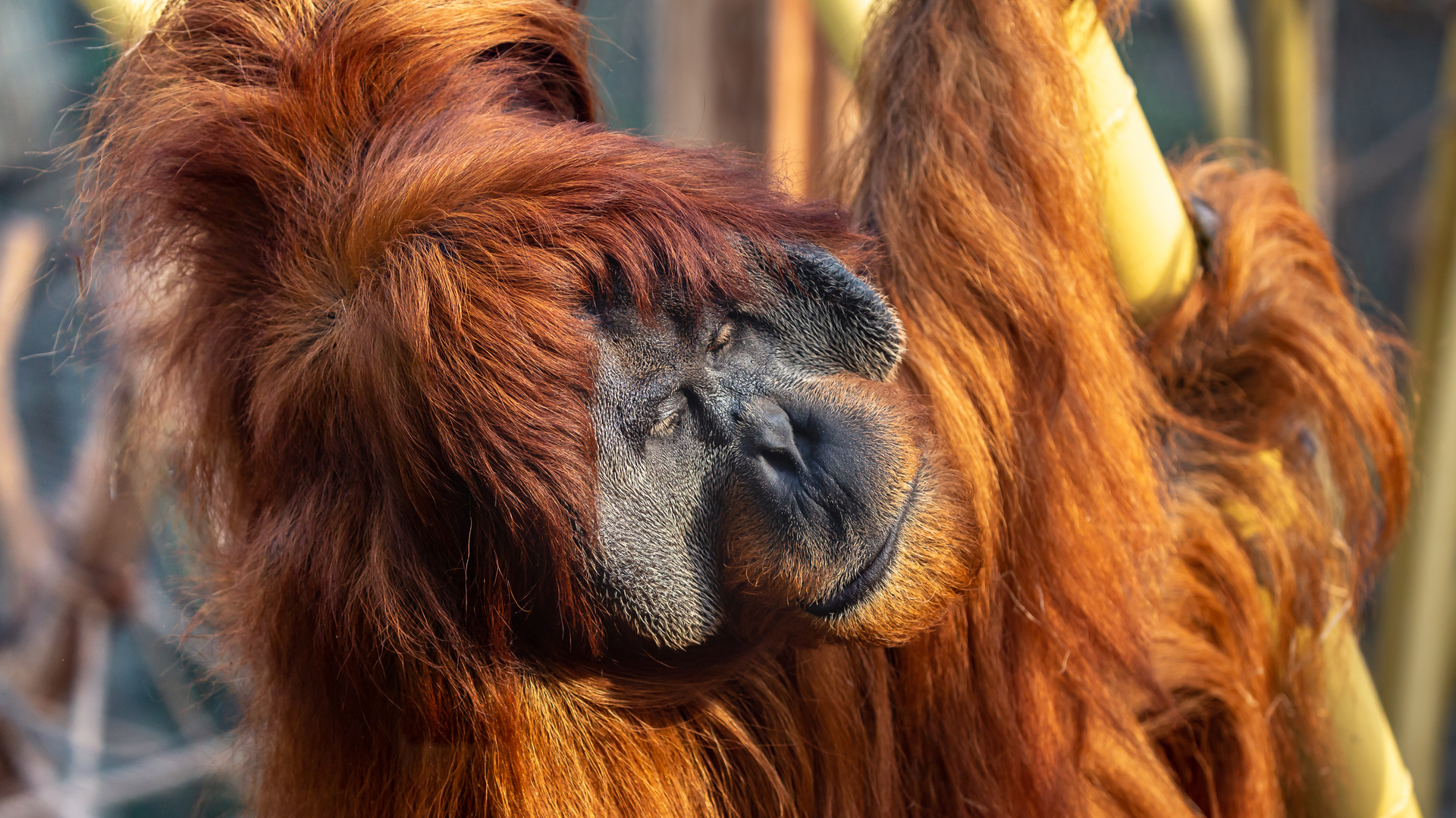  Sumatra  Orang  Utan  Foto Bild tiere zoo wildpark 