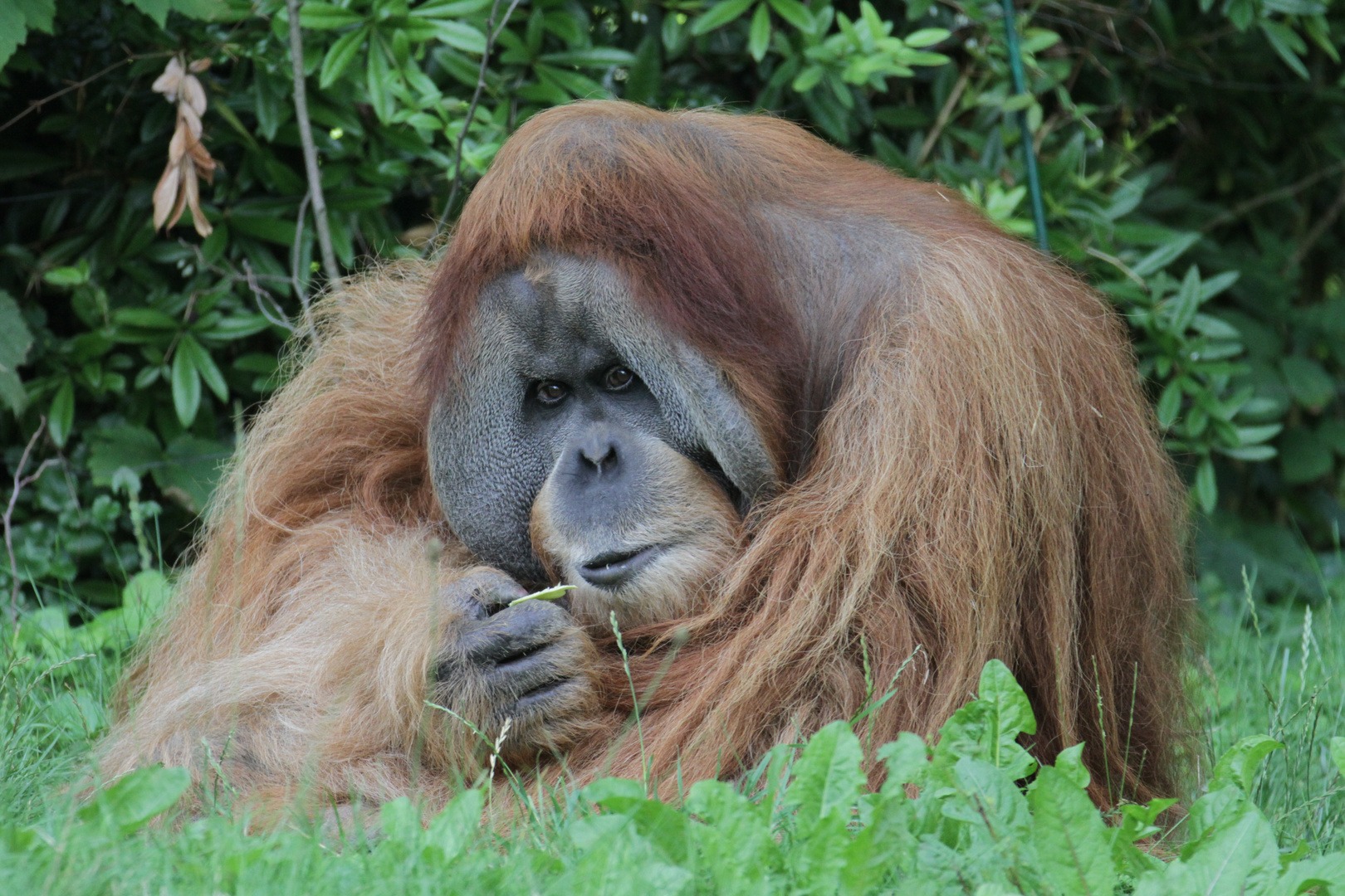 Sumatra-Orang-Utan