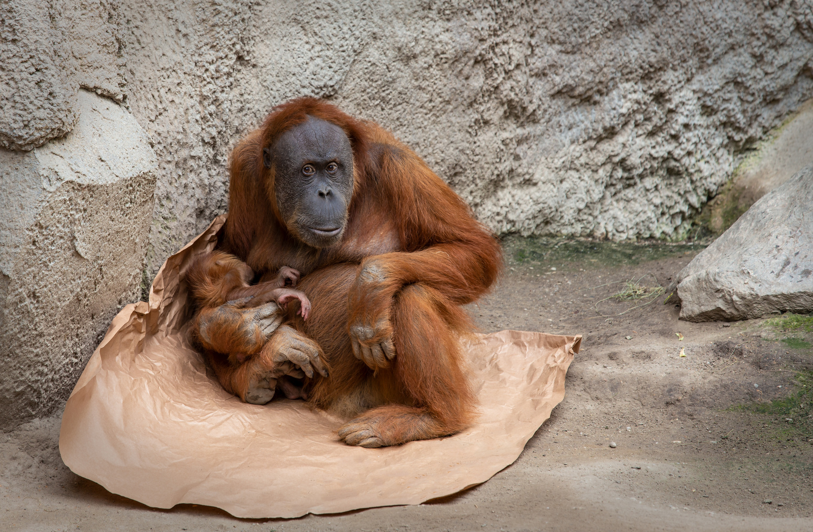 Sumatra-Orang-Utan