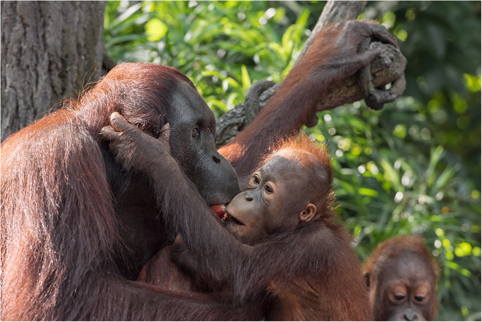 Sumatra Orang-Utan