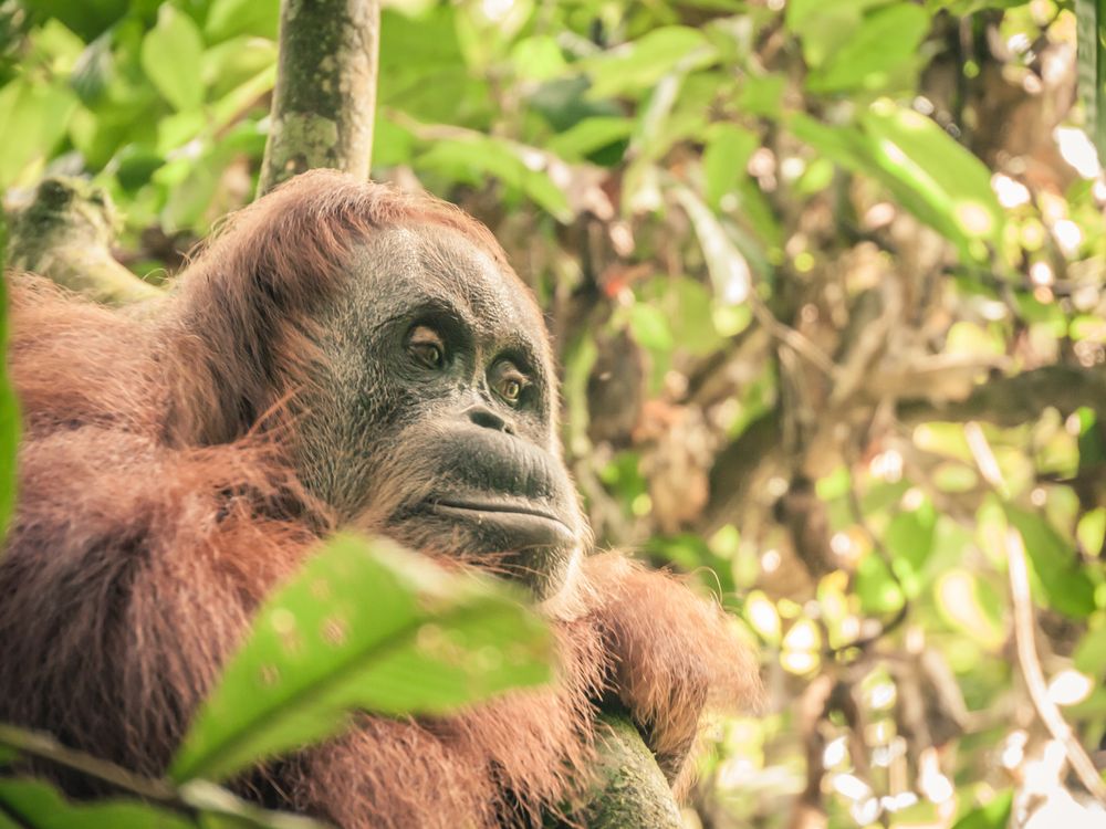 Sumatra Orang Utan von was-fuers-auge 