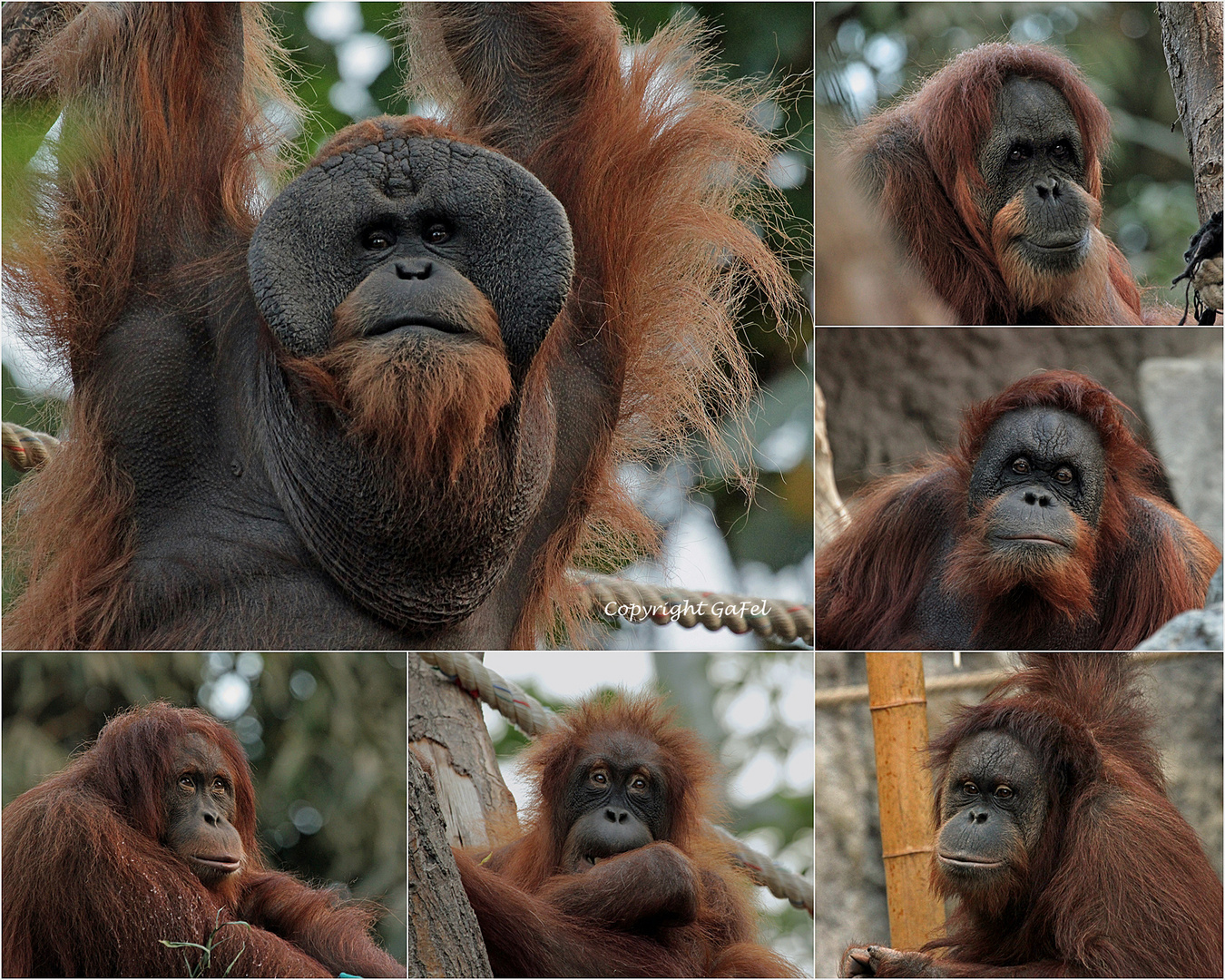 Sumatra Orang-Utan Gruppe im Tierpark Hagenbeck