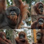 Sumatra Orang-Utan Gruppe im Tierpark Hagenbeck