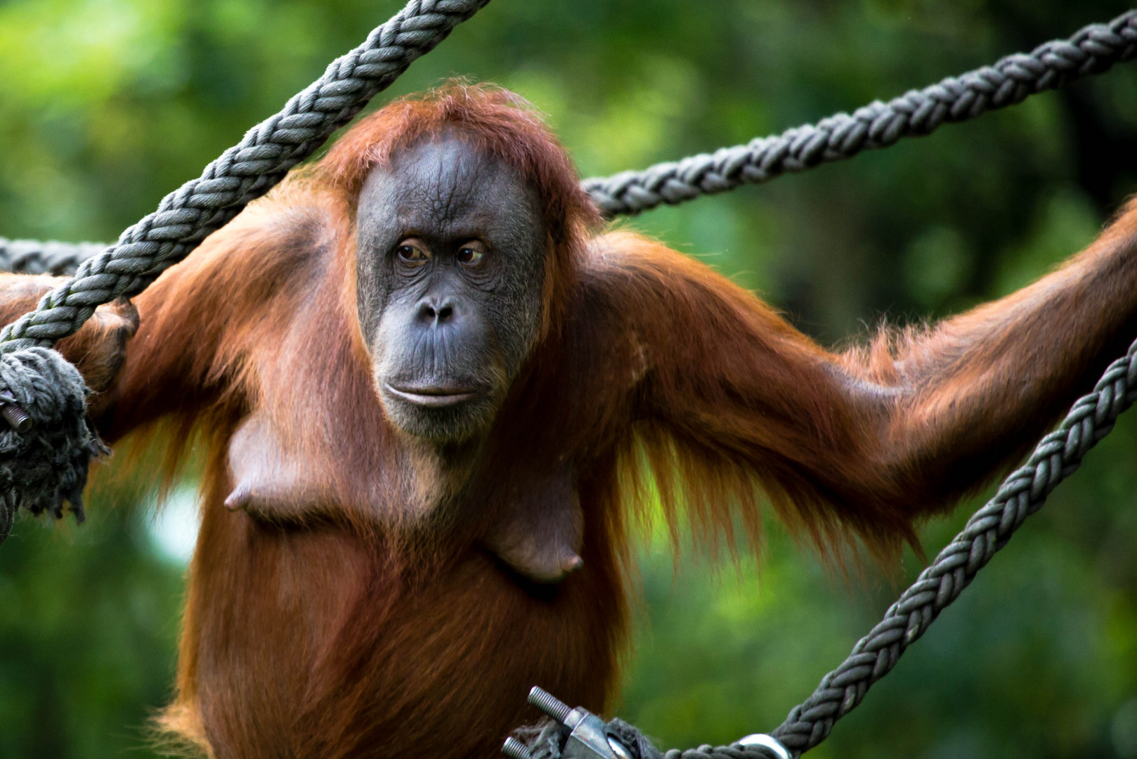 Sumatra Orang Utan II