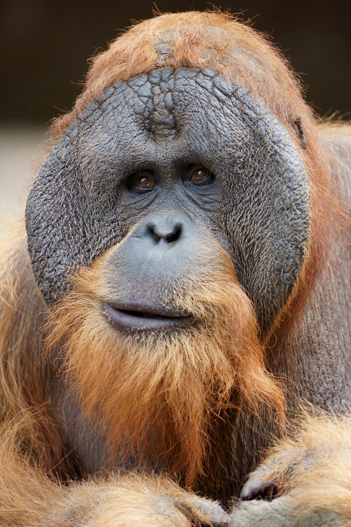 Sumatra Orang-Utan in Hagenbeck