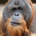 Sumatra Orang-Utan in Hagenbeck