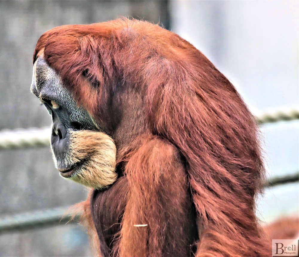 Sumatra-Orang-Utan (Pongo abelii)