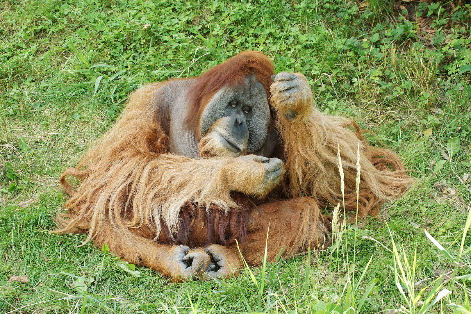 Sumatra-Orang-Utan (Pongo abelii)