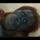 Sumatra Orang Utan Weibchen Selatan