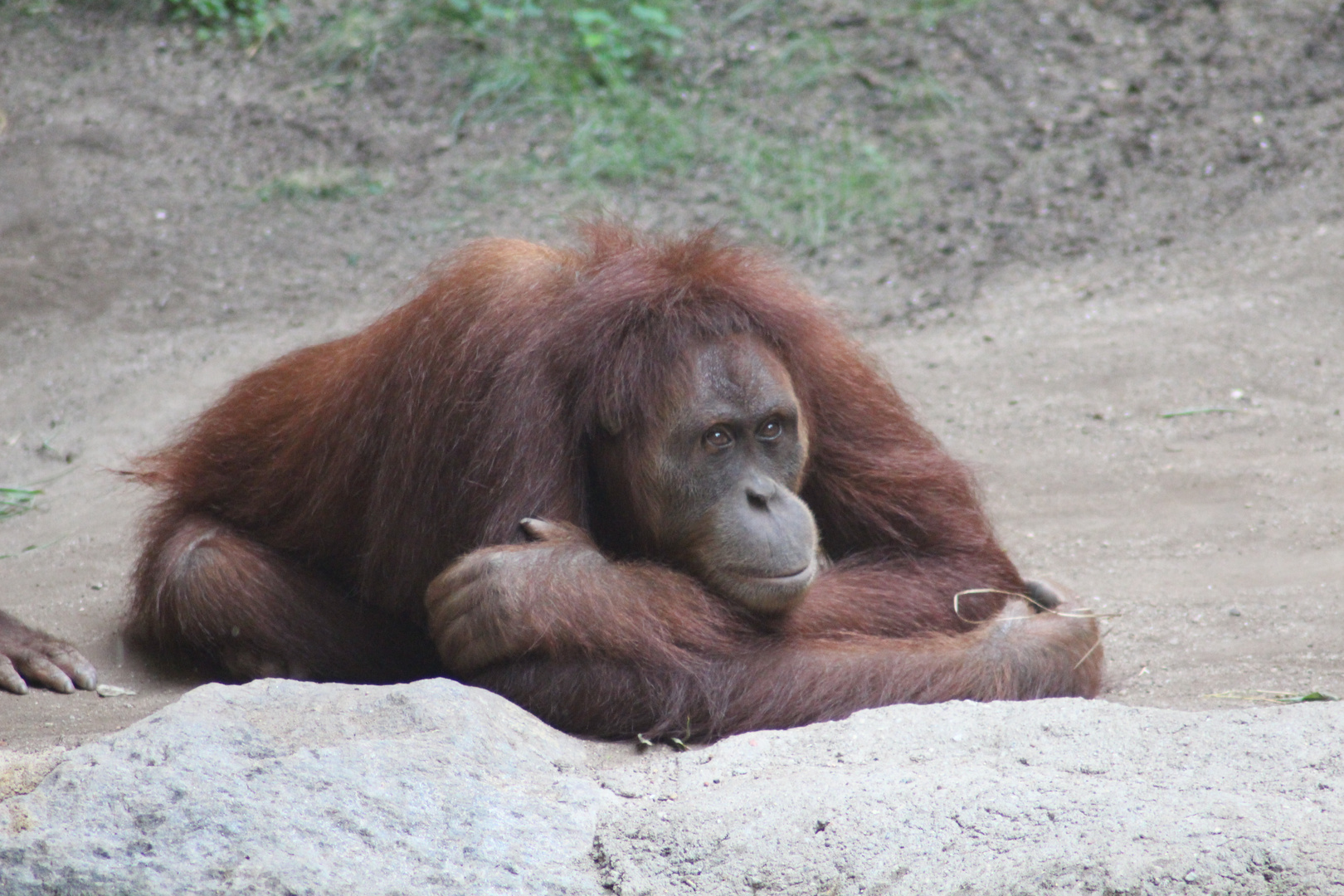 Sumatra-Orang-Utan - Zoo Leipzig