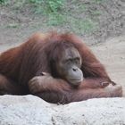 Sumatra-Orang-Utan - Zoo Leipzig